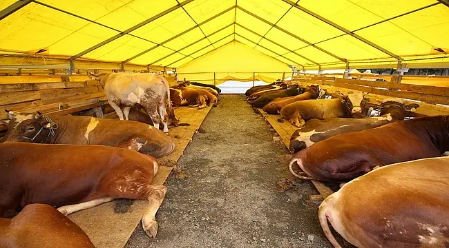 Kurban Organizasyonu